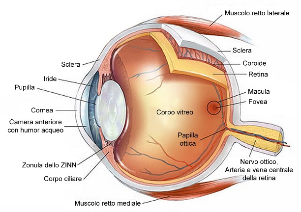 anatomia occhio