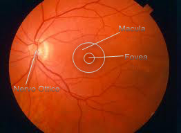 malattie della retina